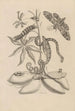 Dissertation sur la génération et les métamorphoses des insectes du Surinam Pl05 - Maria Sibylla Merian — vy av konstverket