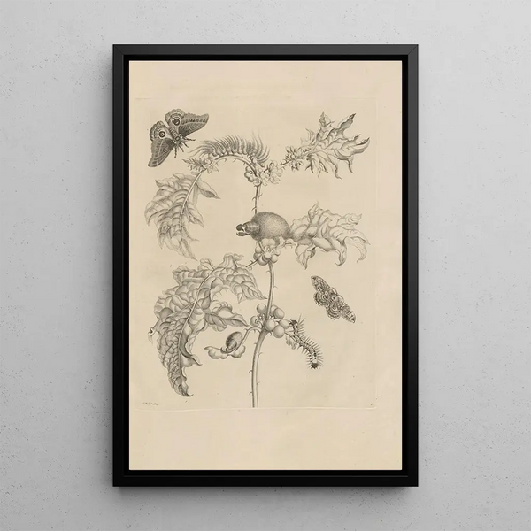 Dissertation sur la génération et les métamorphoses des insectes du Surinam Pl06 - Maria Sibylla Merian — inramlat konstverk på väggen