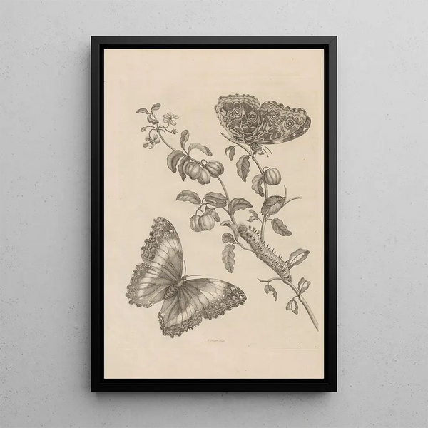 Dissertation sur la génération et les métamorphoses des insectes du Surinam Pl07 - Maria Sibylla Merian — inramlat konstverk på väggen