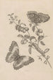 Dissertation sur la génération et les métamorphoses des insectes du Surinam Pl07 - Maria Sibylla Merian — vy av konstverket