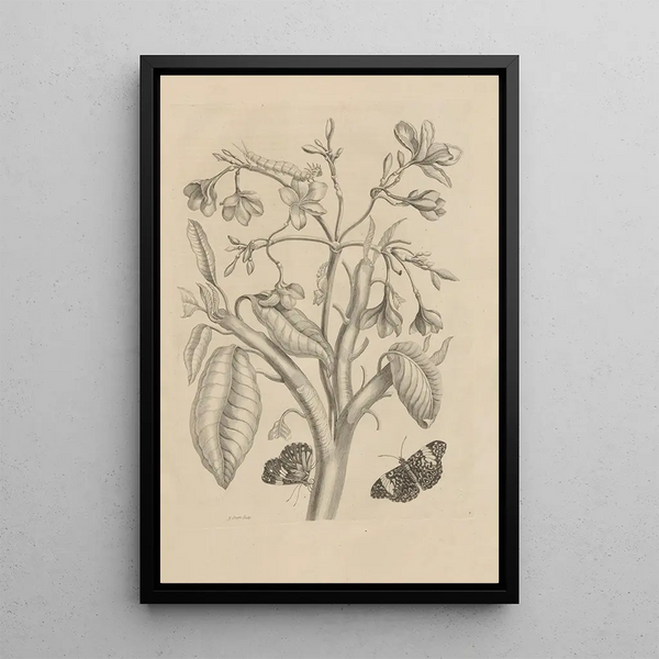 Dissertation sur la génération et les métamorphoses des insectes du Surinam Pl08 - Maria Sibylla Merian — inramlat konstverk på väggen