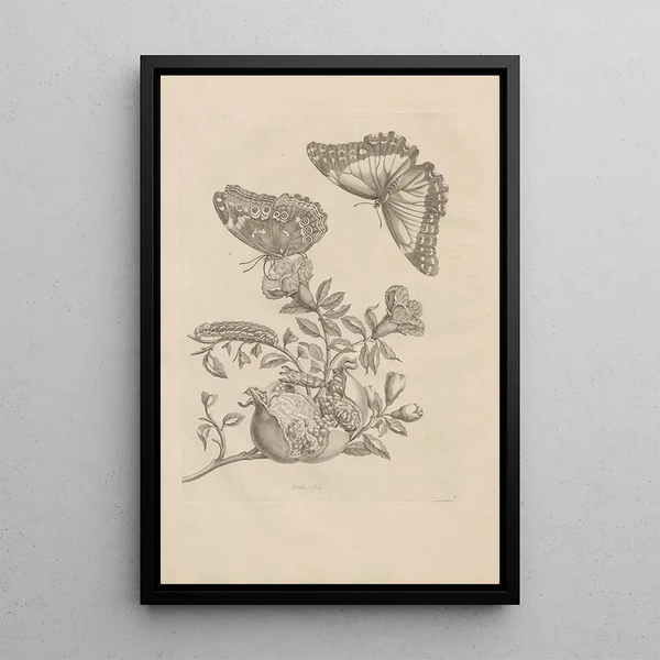Dissertation sur la génération et les métamorphoses des insectes du Surinam Pl09 - Maria Sibylla Merian — inramlat konstverk på väggen