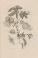 Dissertation sur la génération et les métamorphoses des insectes du Surinam Pl10 - Maria Sibylla Merian — vy av konstverket