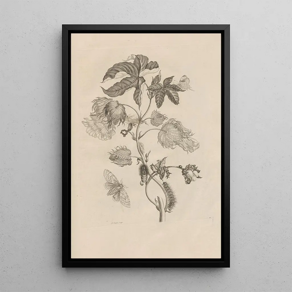 Dissertation sur la génération et les métamorphoses des insectes du Surinam Pl10 - Maria Sibylla Merian — inramlat konstverk på väggen