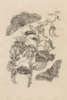 Dissertation sur la génération et les métamorphoses des insectes du Surinam Pl11 - Maria Sibylla Merian — vy av konstverket