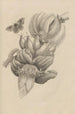 Dissertation sur la génération et les métamorphoses des insectes du Surinam Pl12 - Maria Sibylla Merian — vy av konstverket