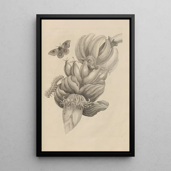 Dissertation sur la génération et les métamorphoses des insectes du Surinam Pl12 - Maria Sibylla Merian — inramlat konstverk på väggen