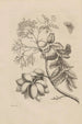 Dissertation sur la génération et les métamorphoses des insectes du Surinam Pl13 - Maria Sibylla Merian — vy av konstverket