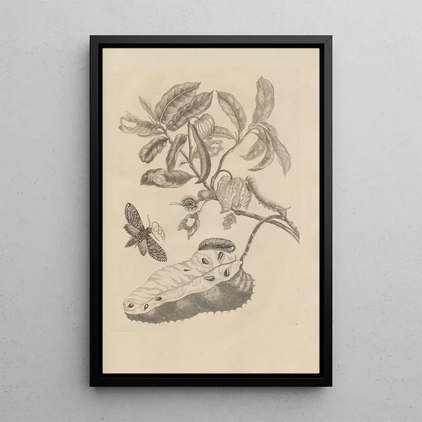 Dissertation sur la génération et les métamorphoses des insectes du Surinam Pl14 - Maria Sibylla Merian — inramlat konstverk på väggen