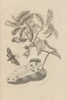 Dissertation sur la génération et les métamorphoses des insectes du Surinam Pl14 - Maria Sibylla Merian — vy av konstverket