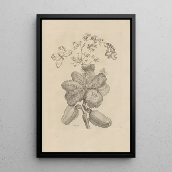 Dissertation sur la génération et les métamorphoses des insectes du Surinam Pl16 - Maria Sibylla Merian — inramlat konstverk på väggen