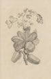 Dissertation sur la génération et les métamorphoses des insectes du Surinam Pl16 - Maria Sibylla Merian — vy av konstverket