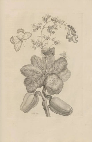 Maria Sibylla Merian - Dissertatio de generatione et metamorphosibus insectorum surinamensium Pl16.webp