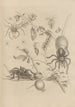 Dissertation sur la génération et les métamorphoses des insectes du Surinam Pl18 - Maria Sibylla Merian — vy av konstverket