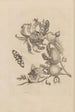 Dissertation sur la génération et les métamorphoses des insectes du Surinam Pl19 - Maria Sibylla Merian — vy av konstverket