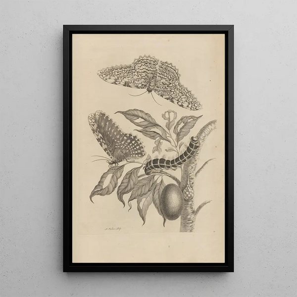 Dissertation sur la génération et les métamorphoses des insectes du Surinam Pl20 - Maria Sibylla Merian — inramlat konstverk på väggen