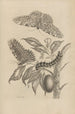 Dissertation sur la génération et les métamorphoses des insectes du Surinam Pl20 - Maria Sibylla Merian — vy av konstverket