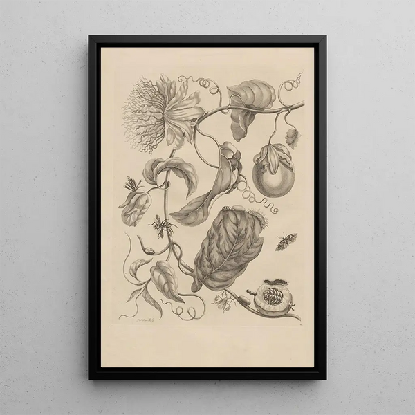 Dissertation sur la génération et les métamorphoses des insectes du Surinam Pl21 - Maria Sibylla Merian — inramlat konstverk på väggen