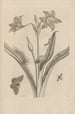 Dissertation sur la génération et les métamorphoses des insectes du Surinam Pl22 - Maria Sibylla Merian — vy av konstverket
