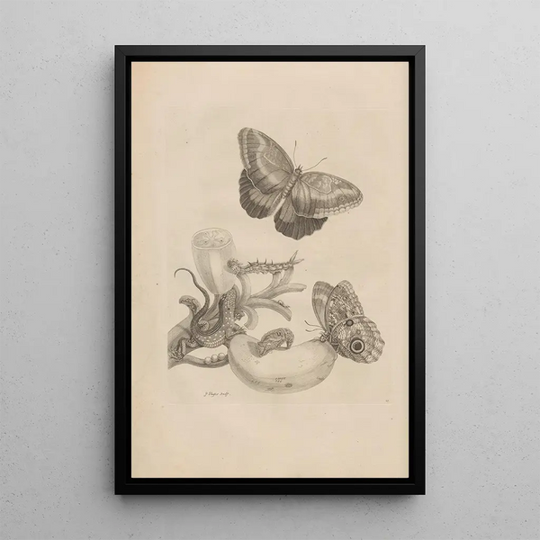 Dissertation sur la génération et les métamorphoses des insectes du Surinam Pl23 - Maria Sibylla Merian — inramlat konstverk på väggen