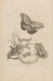 Dissertation sur la génération et les métamorphoses des insectes du Surinam Pl23 - Maria Sibylla Merian — vy av konstverket