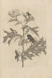 Dissertation sur la génération et les métamorphoses des insectes du Surinam Pl24 - Maria Sibylla Merian — vy av konstverket