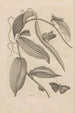 Dissertation sur la génération et les métamorphoses des insectes du Surinam Pl25 - Maria Sibylla Merian — vy av konstverket