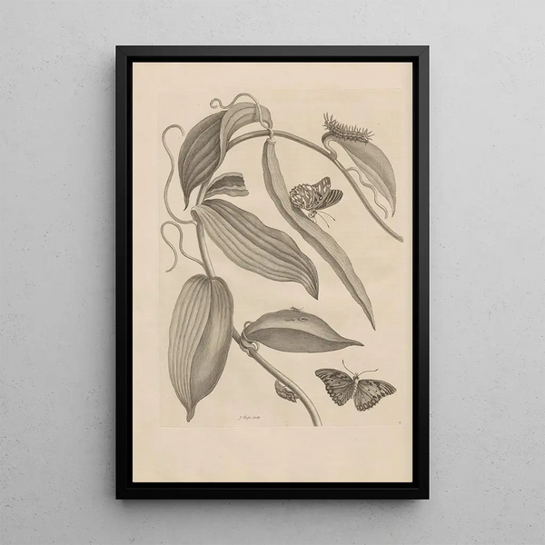 Dissertation sur la génération et les métamorphoses des insectes du Surinam Pl25 - Maria Sibylla Merian — inramlat konstverk på väggen