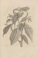 Dissertation sur la génération et les métamorphoses des insectes du Surinam Pl26 - Maria Sibylla Merian — vy av konstverket