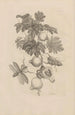 Dissertation sur la génération et les métamorphoses des insectes du Surinam Pl27 - Maria Sibylla Merian — vy av konstverket