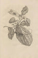 Dissertation sur la génération et les métamorphoses des insectes du Surinam Pl28 - Maria Sibylla Merian — vy av konstverket