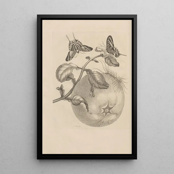 Dissertation sur la génération et les métamorphoses des insectes du Surinam Pl29 - Maria Sibylla Merian — inramlat konstverk på väggen