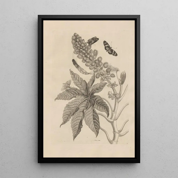 Dissertation sur la génération et les métamorphoses des insectes du Surinam Pl30 - Maria Sibylla Merian — inramlat konstverk på väggen