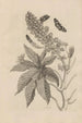 Dissertation sur la génération et les métamorphoses des insectes du Surinam Pl30 - Maria Sibylla Merian — vy av konstverket