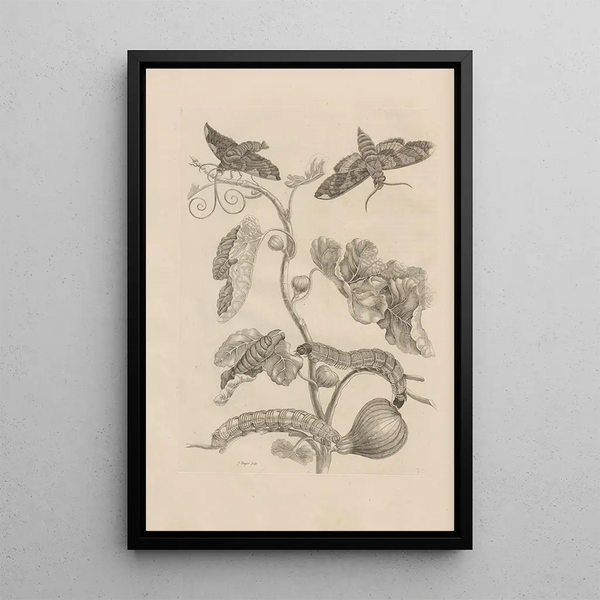 Dissertatio de generatione et metamorphoses des insectes surinamens Pl33 - Maria Sibylla Merian — inramlat konstverk på väggen