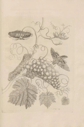 Maria Sibylla Merian - Dissertatio de generatione et metamorphosibus insectorum surinamensium Pl34.webp