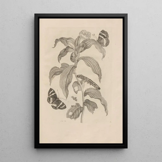 Maria Sibylla Merian - Dissertatio de generatione et metamorphosibus insectorum surinamensium Pl36.webp