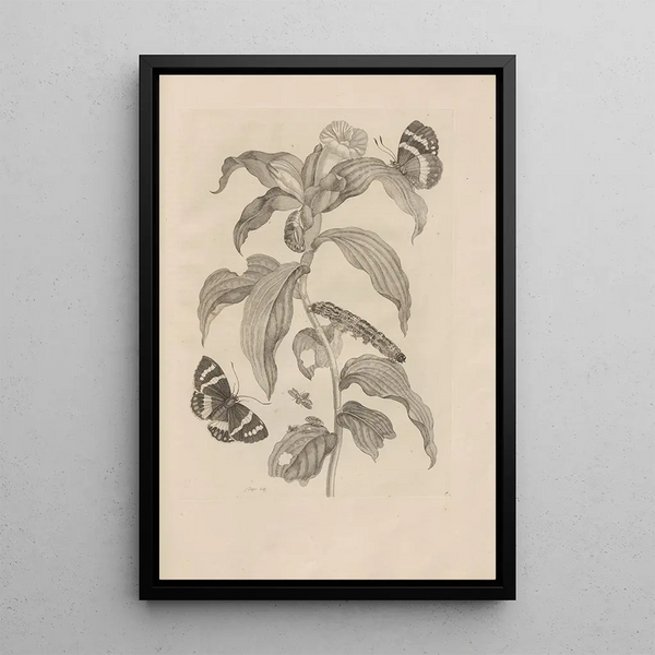 Dissertatio de generatione et metamorphoses des insectes surinamens Pl36 - Maria Sibylla Merian — inramlat konstverk på väggen