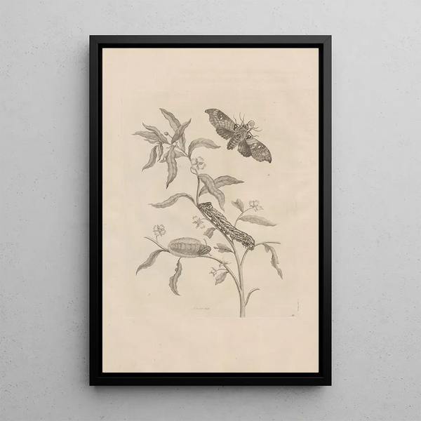 Dissertatio de generatione et metamorphoses des insectes surinamens Pl39 - Maria Sibylla Merian — inramlat konstverk på väggen
