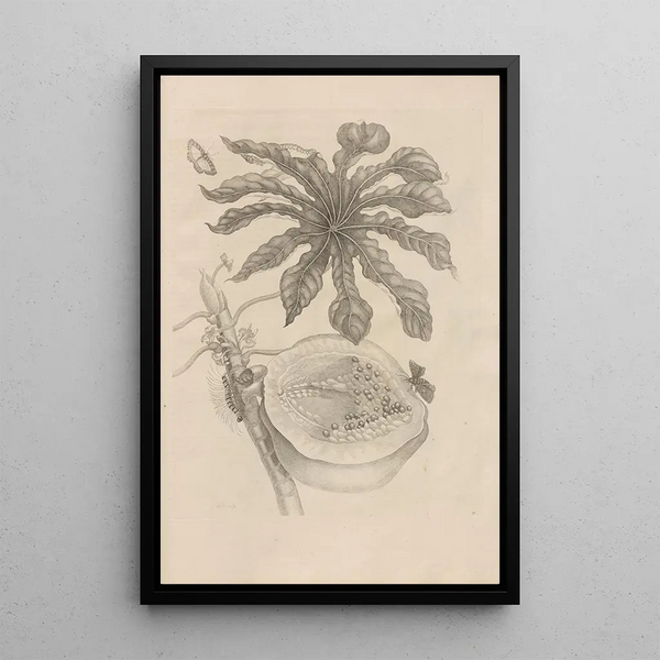 Dissertatio de generatione et metamorphoses des insectes surinamens Pl40 - Maria Sibylla Merian — inramlat konstverk på väggen