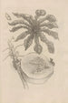 Dissertatio de generatione et metamorphoses des insectes surinamens Pl40 - Maria Sibylla Merian — vy av konstverket