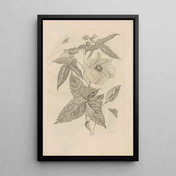 Dissertatio de generatione et metamorphoses des insectes surinamens Pl42 - Maria Sibylla Merian — inramlat konstverk på väggen