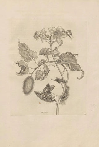 Maria Sibylla Merian - Dissertatio de generatione et metamorphosibus insectorum surinamensium Pl44.webp