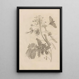 Maria Sibylla Merian - Dissertatio de generatione et metamorphosibus insectorum surinamensium Pl45.webp