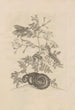 Dissertatio de generatione et metamorphoses des insectes surinamens Pl46 - Maria Sibylla Merian — vy av konstverket