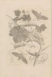 Dissertatio de generatione et metamorphoses des insectes surinamens Pl47 - Maria Sibylla Merian — vy av konstverket