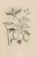 Dissertatio de generatione et metamorphoses des insectes surinamens Pl48 - Maria Sibylla Merian — vy av konstverket
