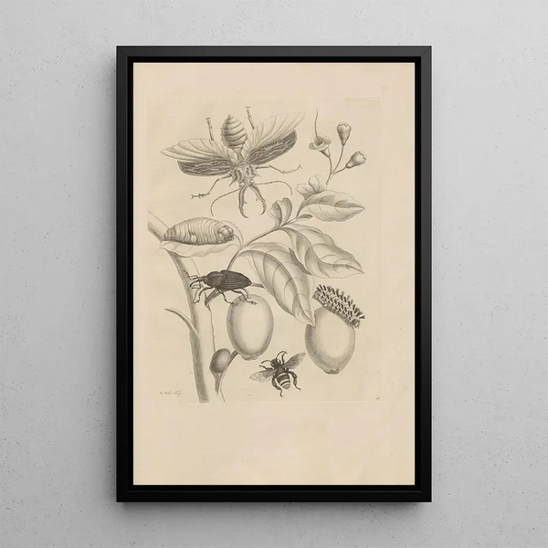 Dissertatio de generatione et metamorphoses des insectes surinamens Pl48 - Maria Sibylla Merian — inramlat konstverk på väggen