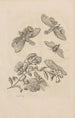 Dissertatio de generatione et metamorphoses des insectes surinamens Pl49 - Maria Sibylla Merian — vy av konstverket