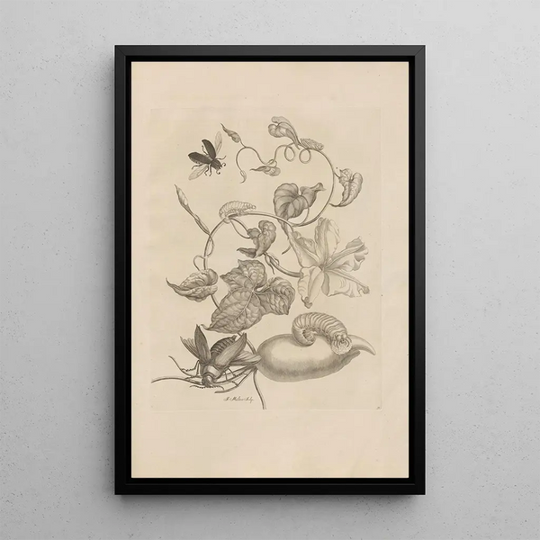 Dissertatio de generatione et metamorphoses des insectes surinamens Pl50 - Maria Sibylla Merian — inramlat konstverk på väggen